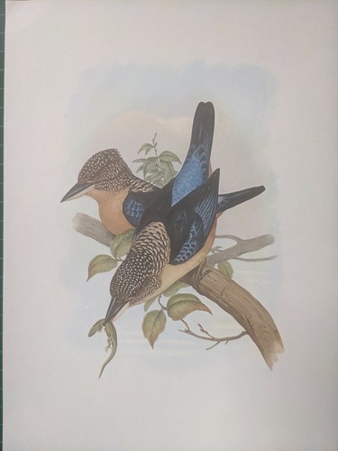 1969 oiseau imprimé aru - oiseau,