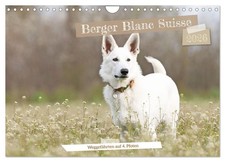 Berger Blanc Suisse - Des