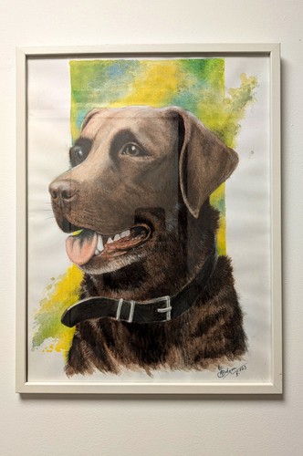 labrador chocolat chocolat