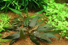 Cryptocoryne beckettii lot de