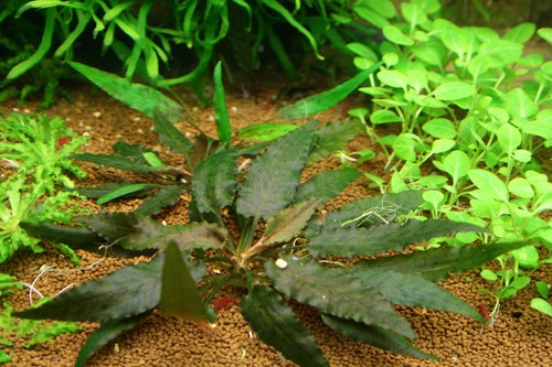 Cryptocoryne beckettii lot - , de