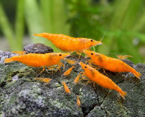 Lot crevettes orange - de,