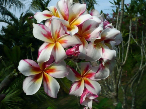 Graines plumeria miracle - graines, de