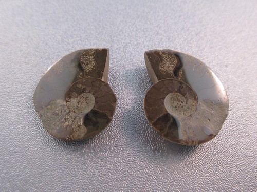 Pair madagascar ammonite - pair,