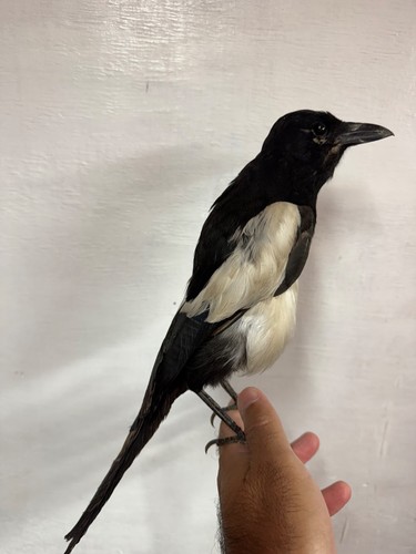 Vintage taxidermy eurasian - vintage,