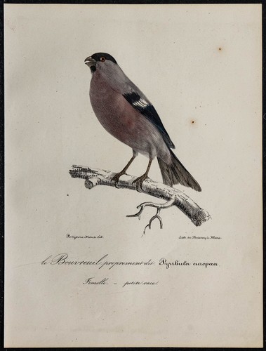 1830 bouvreuil pivoine - pivoine,