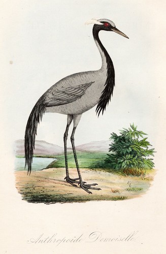 Anthropoïde demoiselle - anthropoïde,