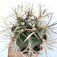 Astrophytum capricorne cv