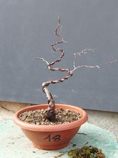 Bonsaï orme champêtre 37 x 10 cm plante articulée livraison gratuite contacte...