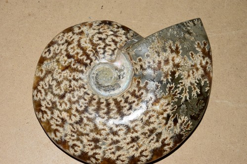 Rare très grande ammonite - rare,