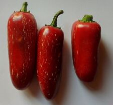 20 graines de piment jalapeno