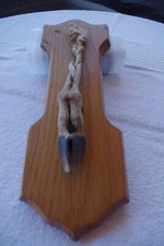 Patte de Cerf Daguet  Pied