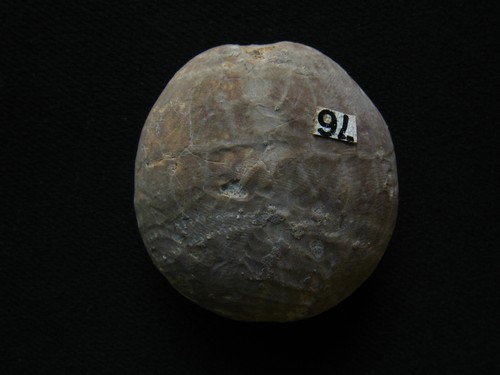 Oursin fossile bathonien - du,