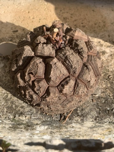 Dioscorea elephantipes - dioscorea,