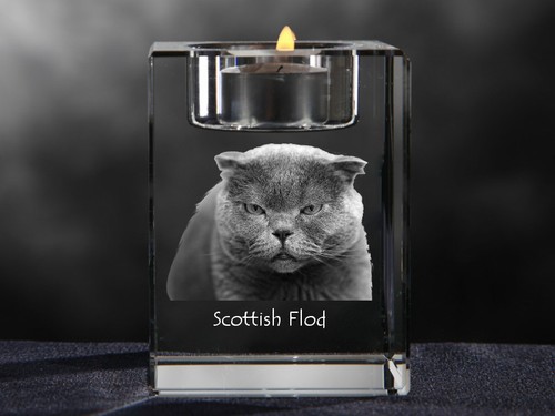 Chat scottish bougeoir en - chat,