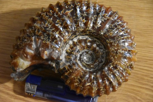 Grande ammonite douvilleiceras - grande,