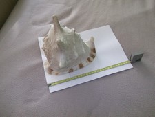 Grand Coquillage Casque Cassis Cornuta