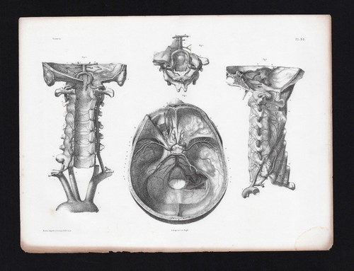 Gravure anatomie bourgery - gravure,