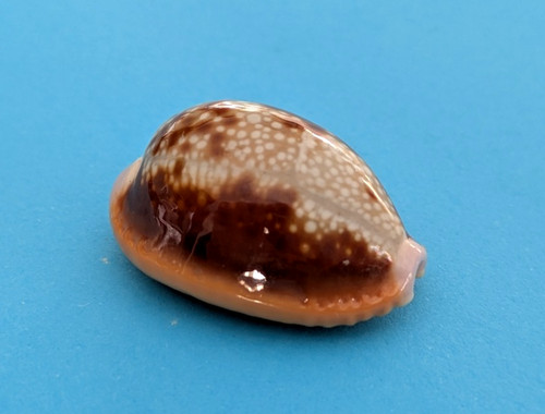 Cypraea helvola argella 7 - cypraea,