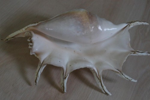 Ancien coquillage strombidae - ancien,
