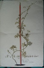 GRANDE GRAVURE XVIII° COULEUR