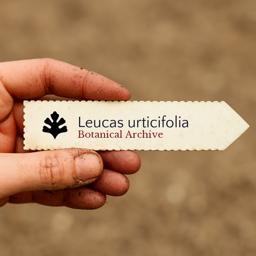 Leucas urticifolia 100 - urticifolia,
