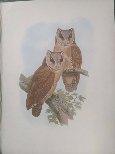1969 oiseau imprimé bébé - 1969,