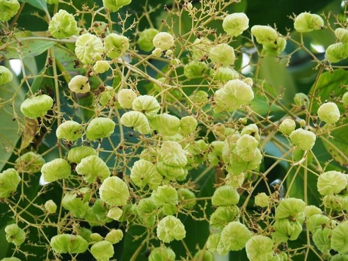 Teak tree seeds - planting,
