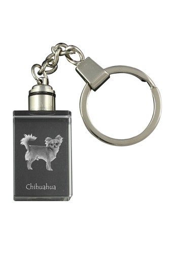 Chihuahua poil long - poil,