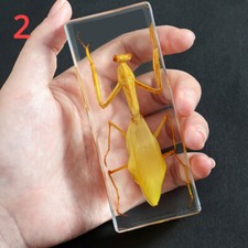 Véritable Insectes Spécimens