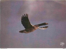 Animaux - Oiseaux - Oie cendrée - Parc Ornithologique Le Teich - CPM - Voir Scan