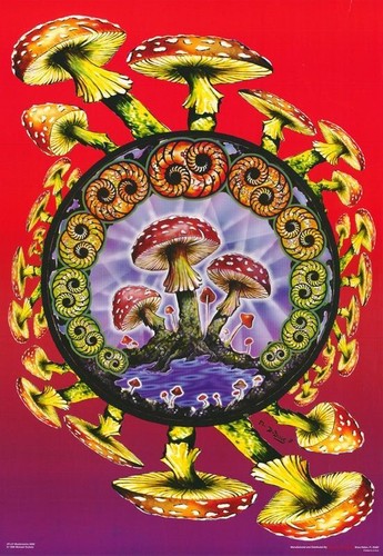 Champignon spirale dubois - champignon,