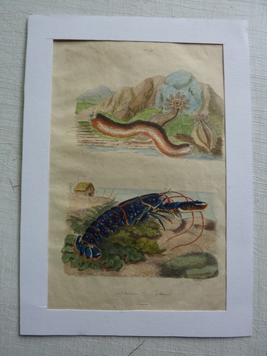 Gravure couleurs xixe - couleurs,
