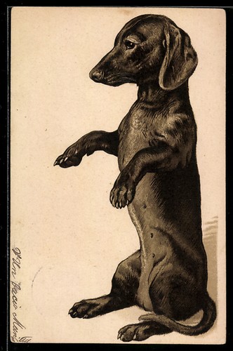 Lithographie teckel fait - le,