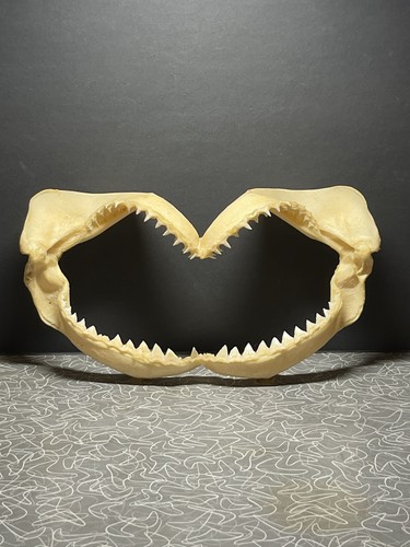 Authentic sand tiger - 11.5",