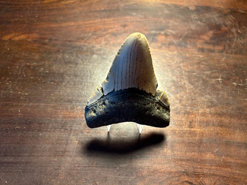 Dent megalodon fossile - , 100%