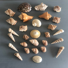 Beau Lot de 28 Coquillages