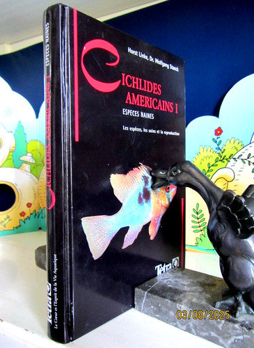 Cichlidés américains - américains, i
