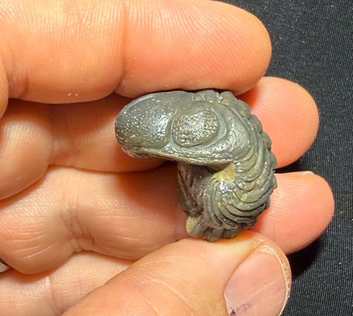 Giant rolled phacops - rolled,