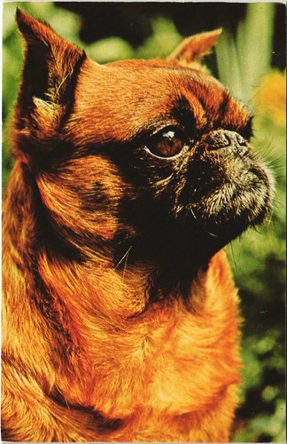 Cpa brabancon dog - cpa,