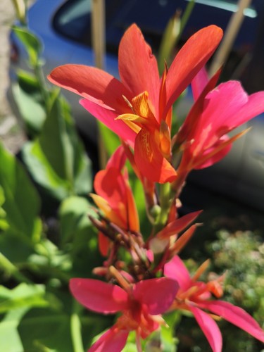 Plante fleur canna - canna-, 5