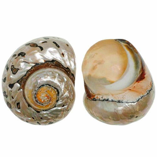 Coquillage turbo sarmaticus - ,