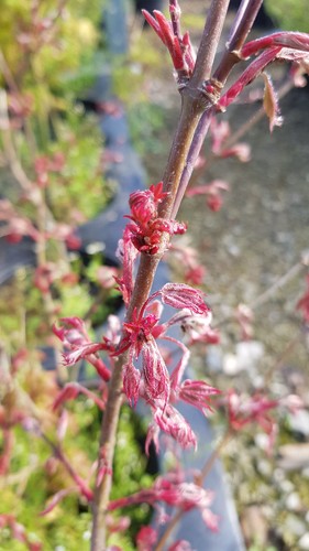 Acer palmatum shirazz - acer,