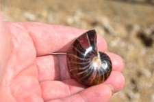 Cymatoceras  sakalavus albien