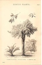 1868 Imprimé~Exotique Plantes~ Zamia Elliptica ~ Ficus Virens ~ Tamarin Tree