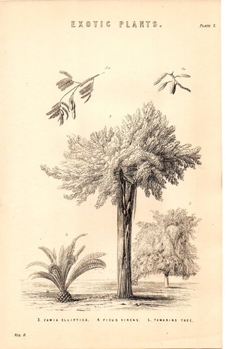 1868 imprimé exotique - 1868, imprimé~exotique