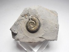 Pyritized Ammonite Fossil -
