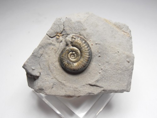 Pyritized ammonite fossil - pyritized,