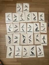 lot 25 ORNITHOLOGIE