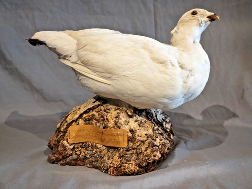 White willow ptarmigan - white,